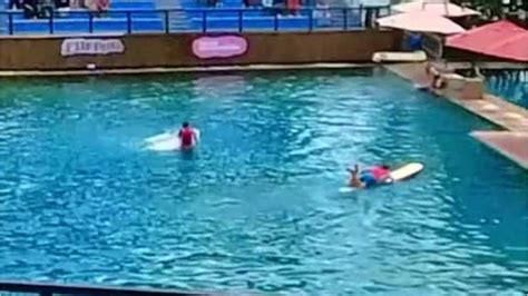 Video shows dolphin attacking trainer during performance in Florida